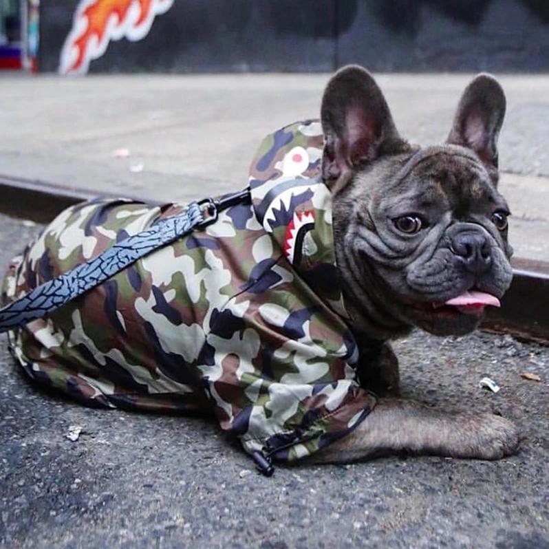 Camo Canine French Bulldog Jacket