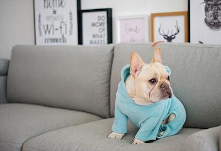 Dog Bear Pajamas – Frenchiely